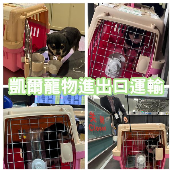 2025/02/15『中國飛台灣』吉娃娃狗狗由專員帶飛回台灣~~~~